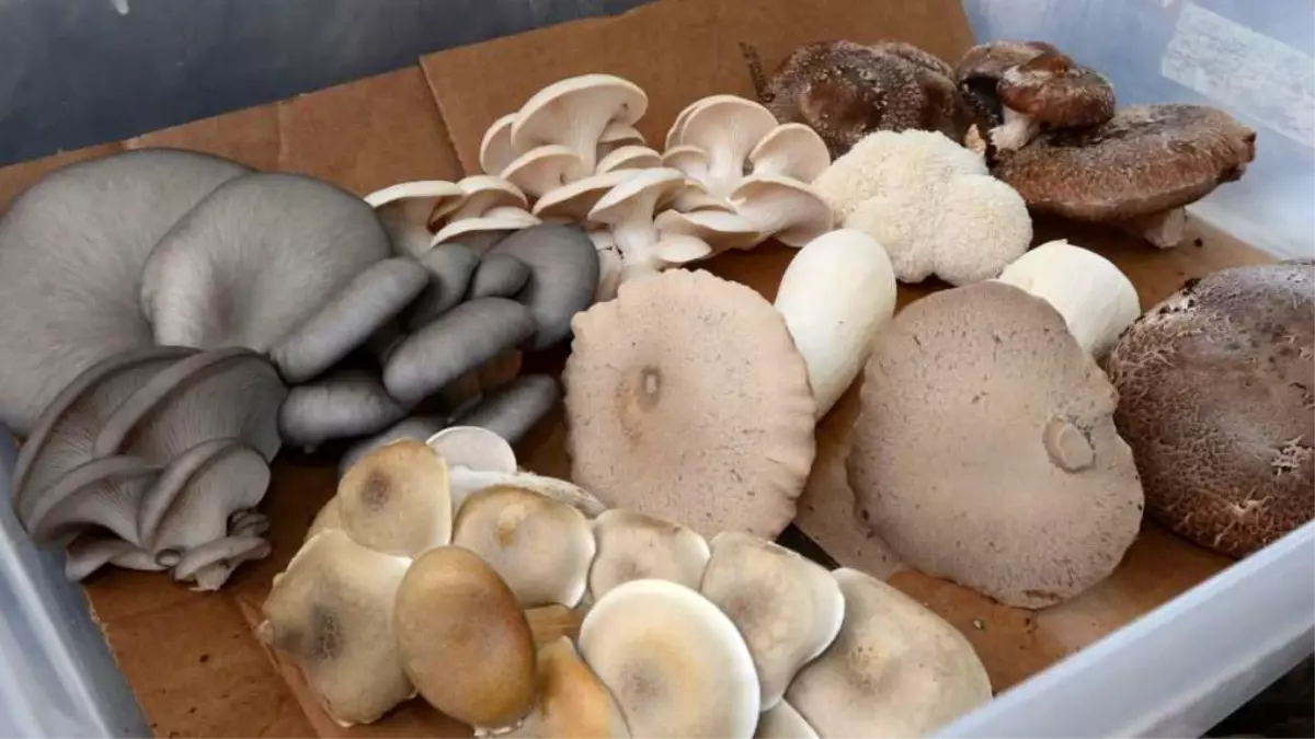 Mantar Modası: Aslan Yelesi, Şitaki ve Hindi Kuyruğu ile Şık ve Sağlıklı Beslenme