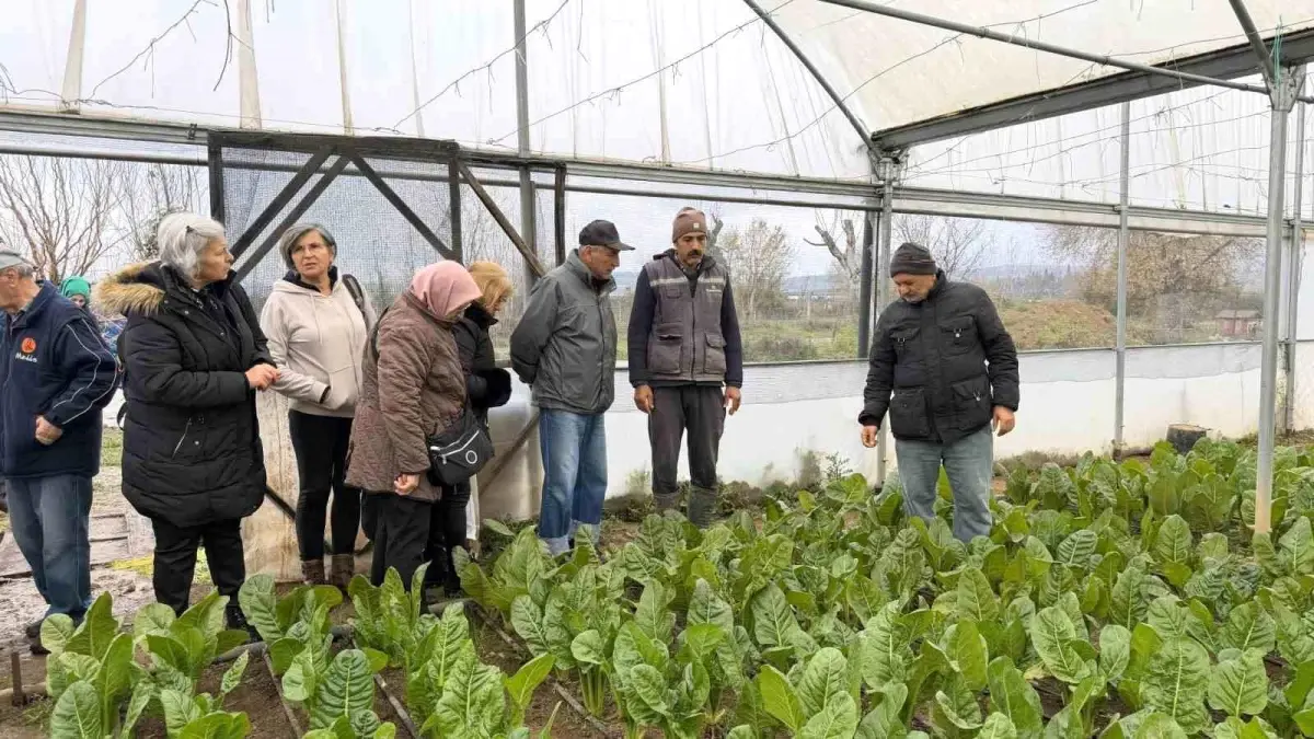 Saygınlar Kulübü Üyeleri İzmit Serasında Taze Pazı ve Karalahana Hasadı Yaptı