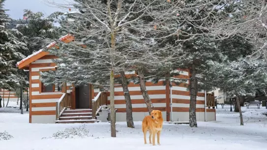 Spil Dağı'nda kar topu oynayan aileler