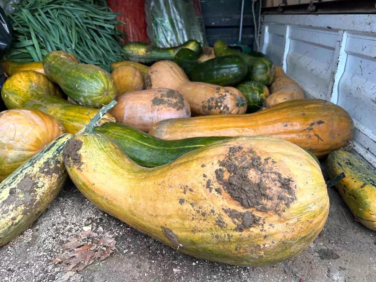 Osmangazi'de Doğal Yöntemle 30 kg Kıbrıs Bal Kabağı Şaşkınlığı!