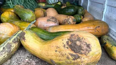 Osmangazi'de Doğal Yöntemle 30 kg Kıbrıs Bal Kabağı Şaşkınlığı!