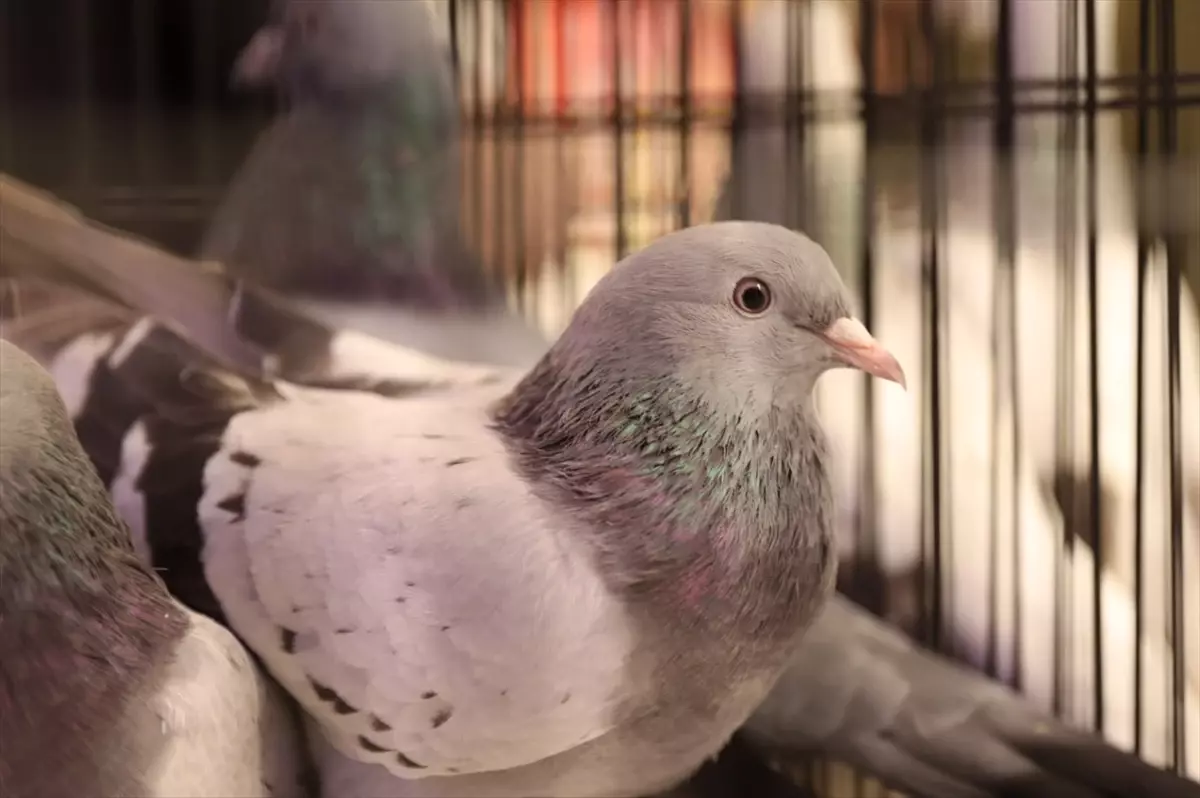 Samsun’da 500 Güvercinin Katıldığı Renkli Yarışma Coşkusu