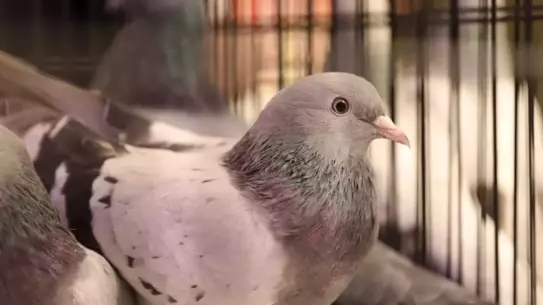 Yarışmada uçan güvercinler