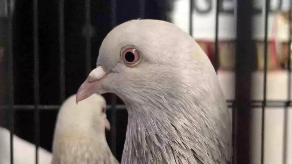 Samsun’da Güvercin Yarışması Ödül Töreni ve “Haydi Bir Tuğla da Sen Koy” Kampanyası Tanıtıldı