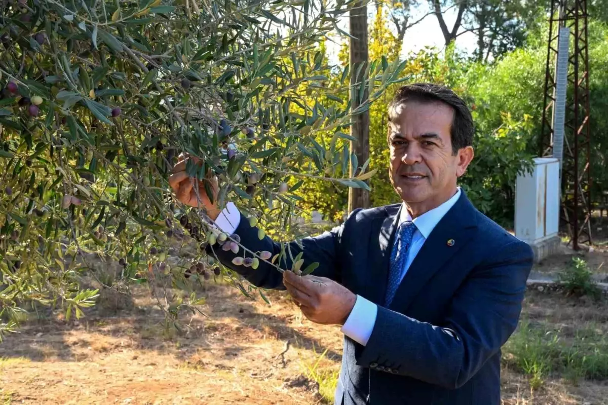 Antalya’da Natürel Sızma Zeytinyağı Kalite Yarışması Başvuruları 15 Ocak’ta Sona Eriyor