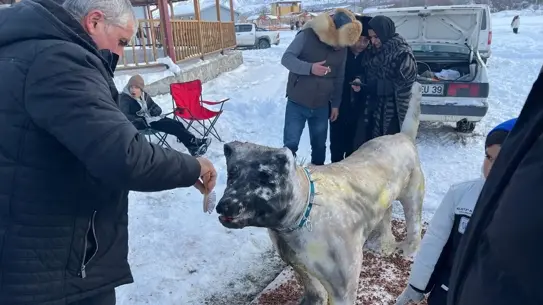 Kayak gösterisi ve konser sahnesi