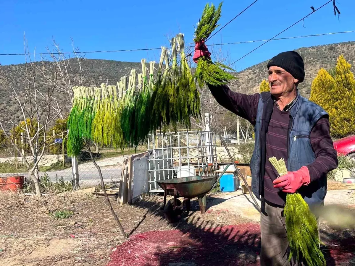 Bayındır’da Nergis ve Kuru Çiçek Festivali Kapılarını Açıyor