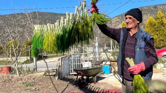 Festival alanındaki nergis ve kuru çiçek sergisi