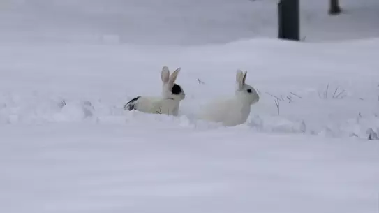 Elazığ’da kar yağışı sonrası oluşan muhteşem manzara